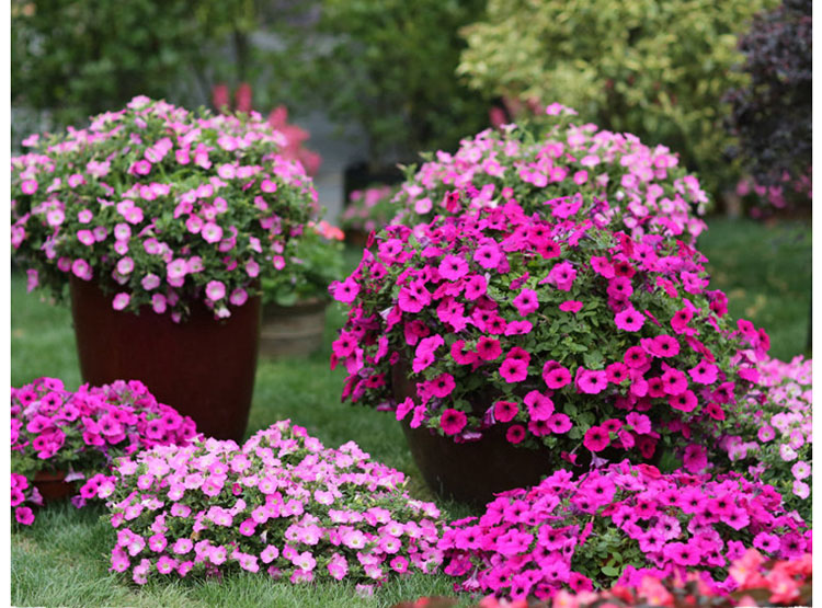 垂吊矮牵牛混色种子2万粒2包肥牵牛花种子混色阳台庭院花卉盆栽垂吊观