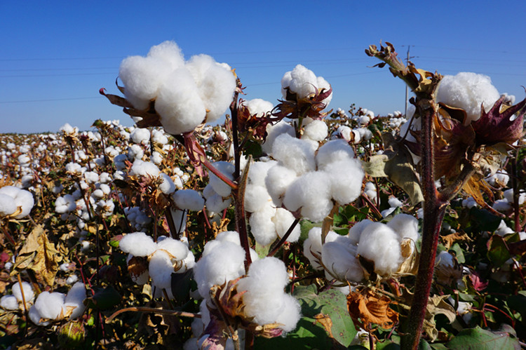 新疆棉被棉胎被芯垫被褥子长绒棉花被子棉被手工被全棉加厚被棉絮
