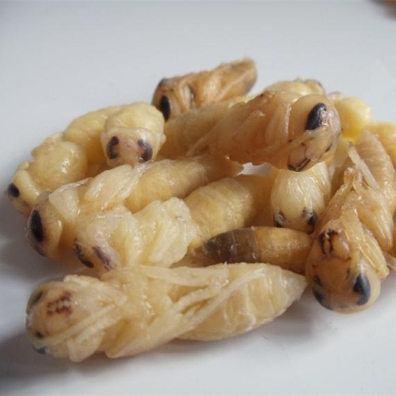生黄蜂蛹幼蛹胡蜂蛹大马蜂蛹500g新鲜昆虫产发qq