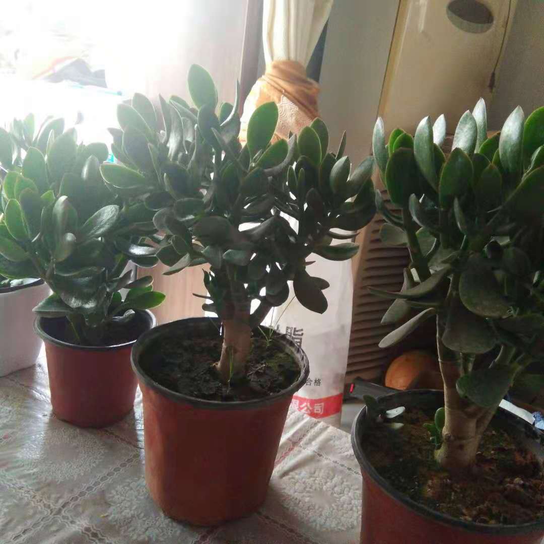 特价玉树盆栽大叶玉树花厚脸皮燕子掌室