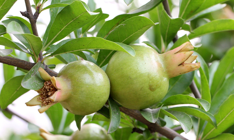 故道一农(gu dao yi nong)更多水果 安徽特产萧县徐里石榴 玉石籽甜