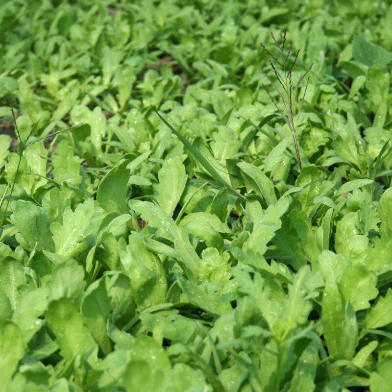 农聚源 蓬蒿菜 500g 蓬篙菜 新鲜蔬菜【价格 图片