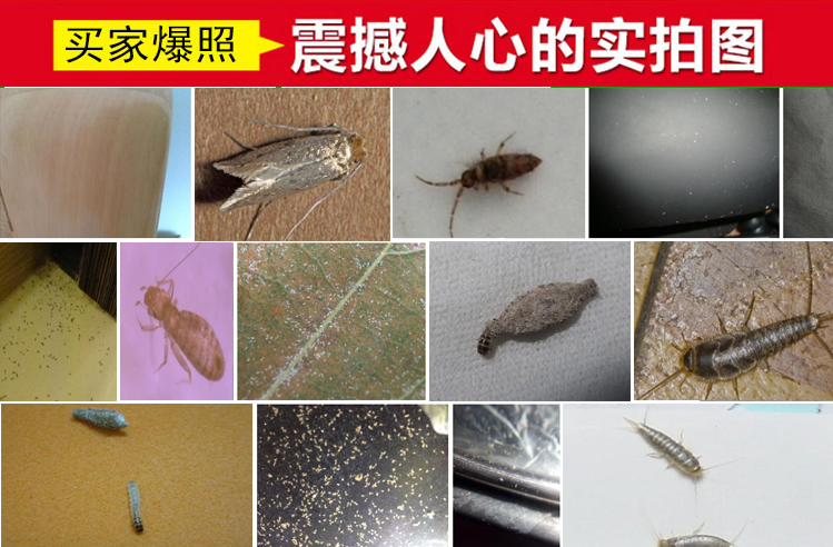 威立士螨虫净杀尘虱书虱除衣蛾幼虫杀虫剂家用衣鱼虫跳虫药专杀