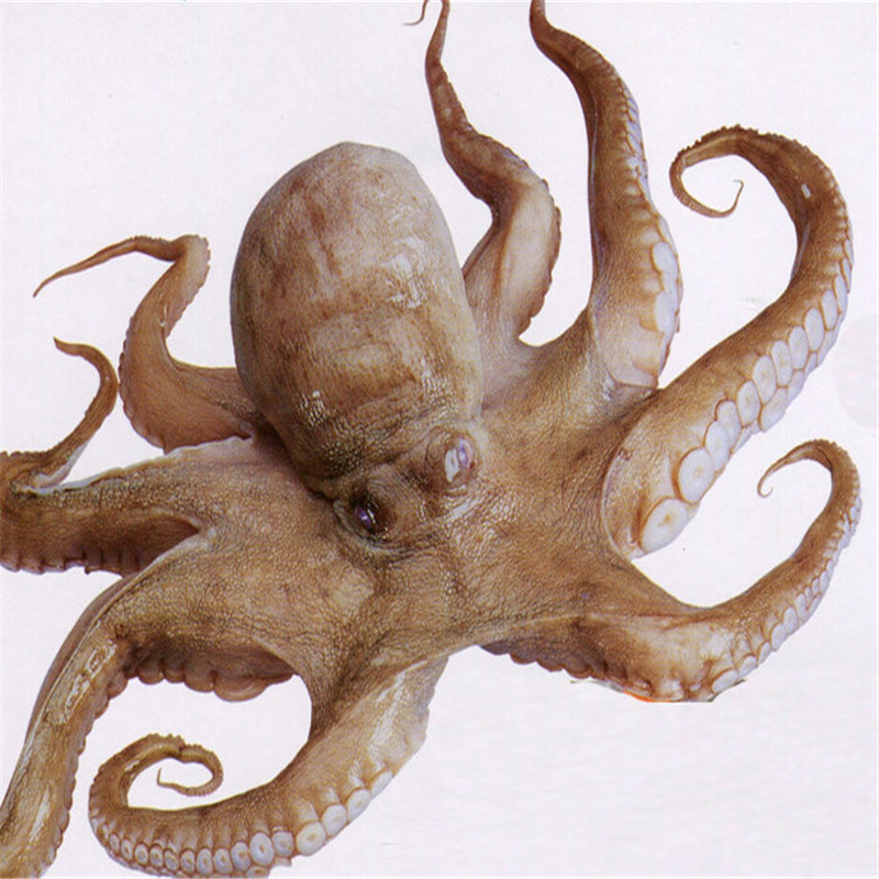 鲜活长腿八爪鱼大长腿爆头小章鱼15kg八抓鱼大章鱼长稍八带顺丰速运