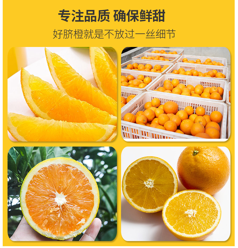 【兴山馆】宜昌秭归脐橙 新鲜水果橙子5斤装 