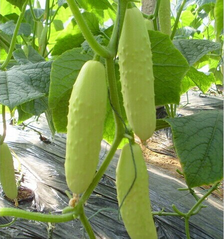 我要发芽蔬菜种子白皮黄瓜种子青瓜耐热高产春秋种植耐寒性强稀有品种