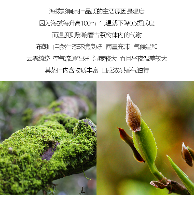 雨林古茶坊红茶 雨林古树茶 2018年布朗茶区一芽二叶古树红茶 一级150