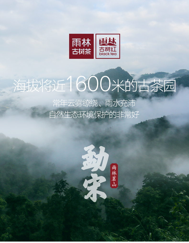 每满300减100雨林古树茶2018年勐宋茶区一芽一叶古树滇红茶150g