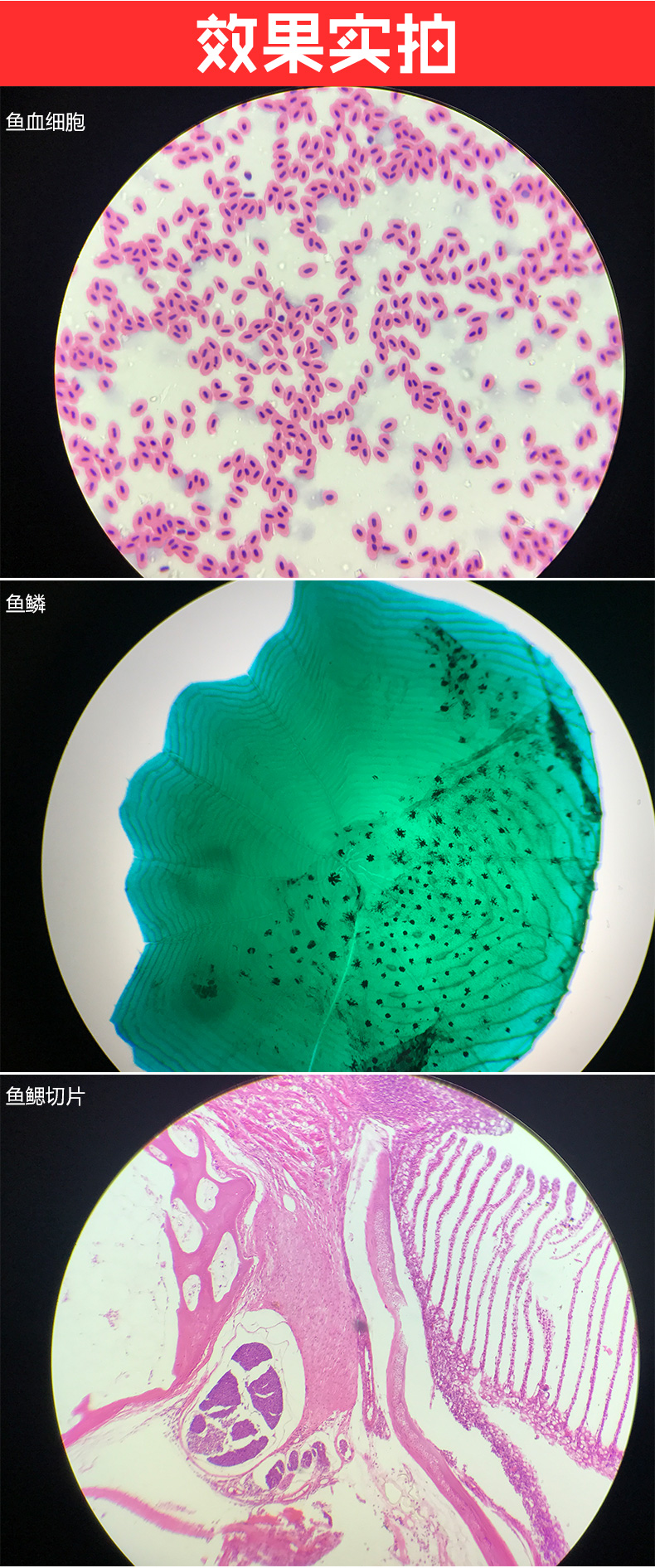 一滴血检测仪专业高清生物显微镜畜牧水产养殖专用鱼病血液看