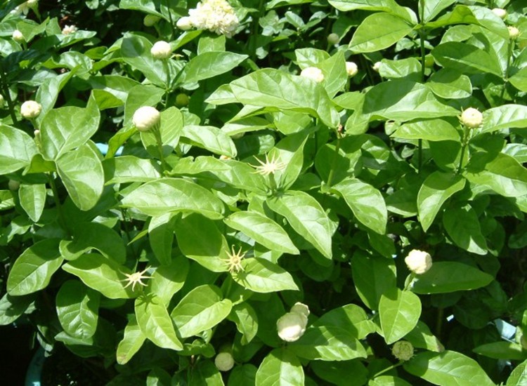 benys清洁工具 虎头茉莉花苗巴西茉莉花植物当年开花盆栽绿植养花卉