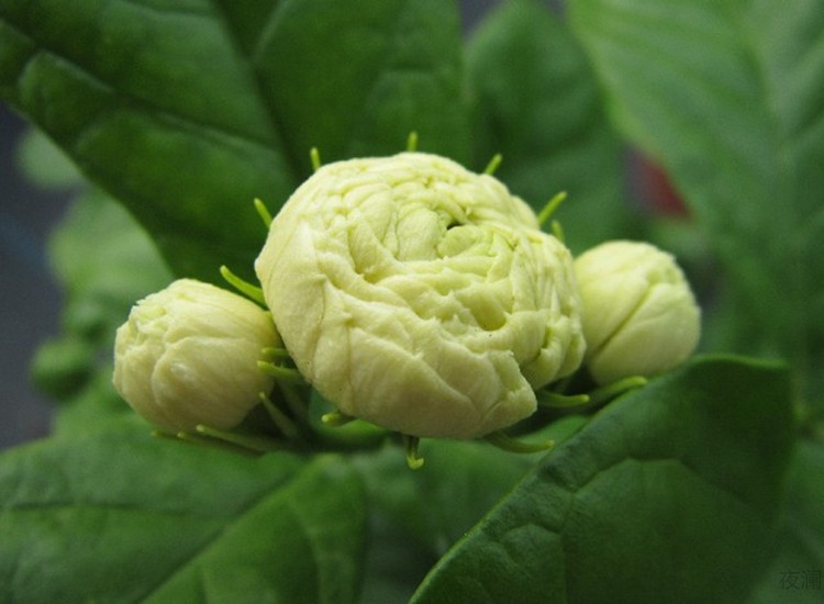 虎头茉莉花苗巴西茉莉花植物当年开花盆栽绿植养花卉茉莉花苗宝珠