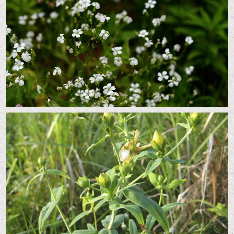 王不留行王不留行籽可搭配通草王不留行50g