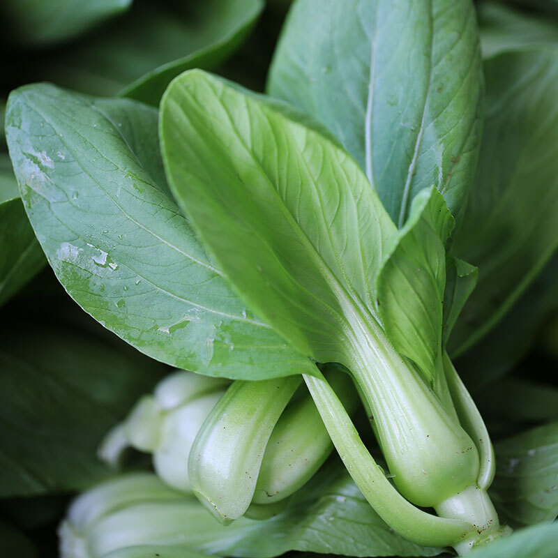 博多客 农家自种 新鲜青菜霜冻 苏州青露天 大青菜 2.