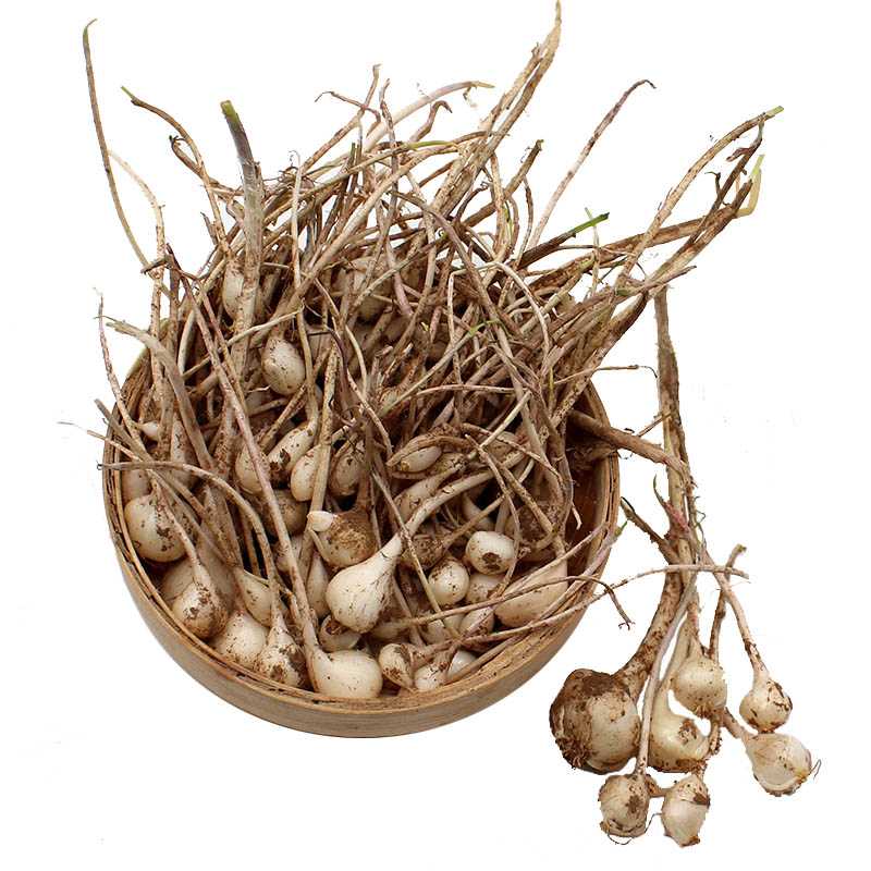 博多客 小根蒜2斤装 东北特产大脑瓜新鲜蔬菜 大脑蹦浸没菜山蒜野蒜