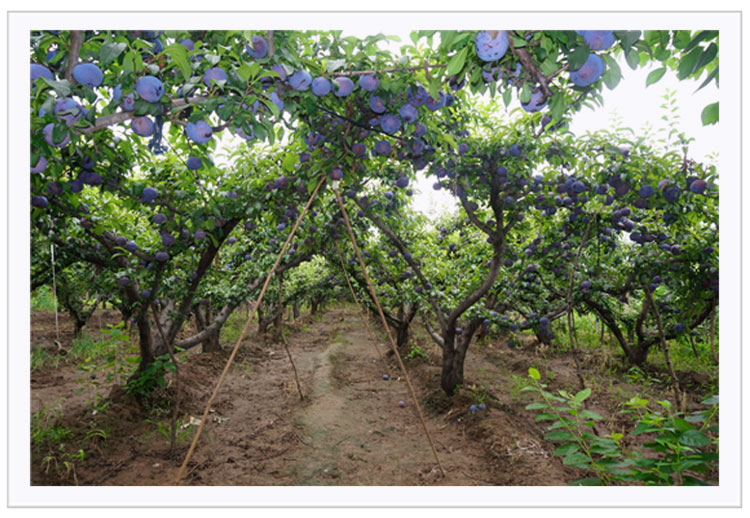 恩多果陕西特产黑布林李子新鲜水果3斤