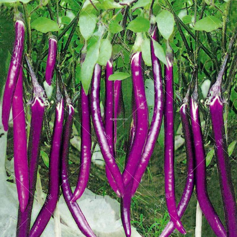 都趣排球服tb#579677692969 促销杭茄一号种子 紫红皮