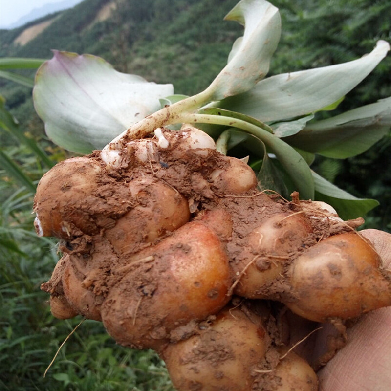 博多客广东高州新鲜沙姜 2斤 生姜山奈子三赖沙姜鸡白切鸡配料山辣土