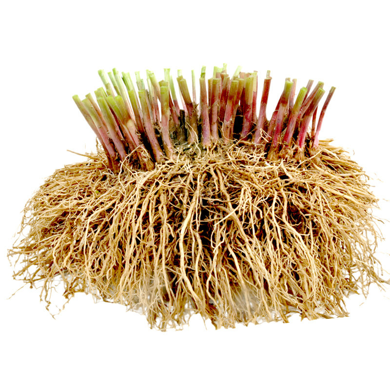 韭菜根宽叶韭菜根韭菜苗四季种子宽叶韭香韭韭菜籽香韭菜200棵