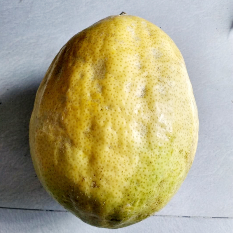 博多客香橼果1500g云南保