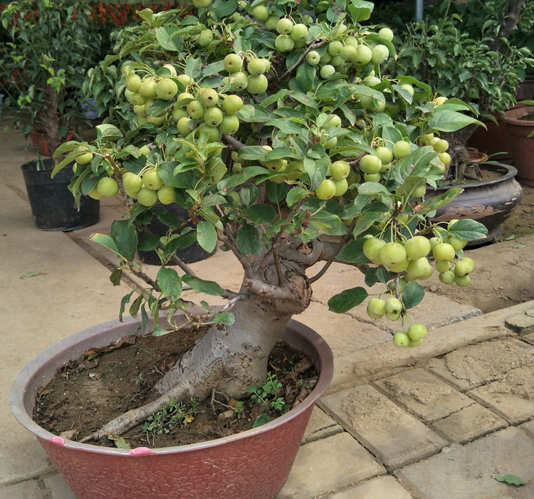买三盆送一盆8年苗冬红果盆景圣诞小苹果树当年结果实物看详情老桩