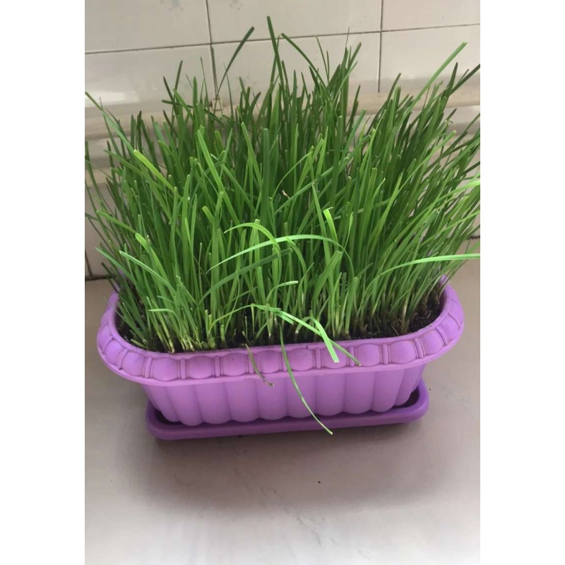 促销新韭菜根四季红紫现挖家庭室内阳台食用绿植园艺盆栽种菜苗