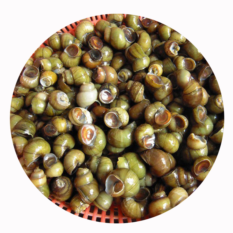 博多客田螺4斤新鲜现捕鲜活泥螺石螺小田螺螺蛳肉淡