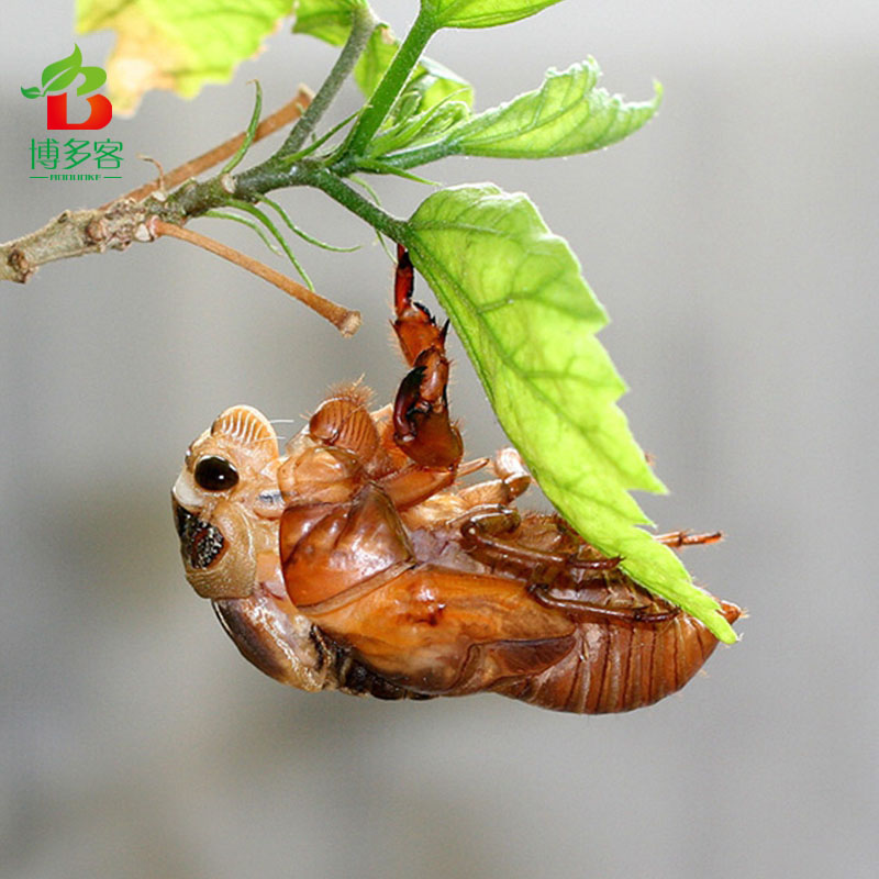 博多客 博多客 知了猴 金蝉 特产新鲜 知了龟 野生爬蚱 唐僧肉 蝉蛹