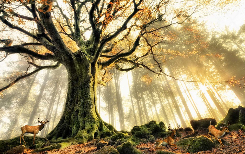 梦幻森林仙境3d立体壁画沙客厅电视背景墙纸小桥流水无缝壁纸壹德壹