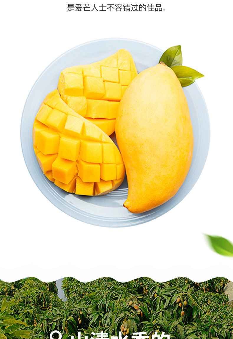 pagoda芒果 百果园公司 a级-鹰嘴芒(大果)约5斤普通