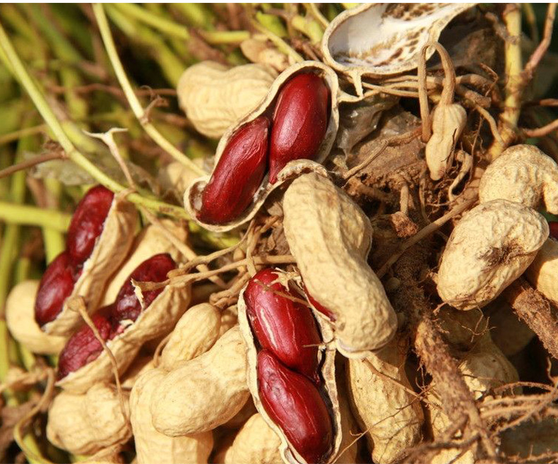 小米地红衣花生去壳本地土花生500克4袋