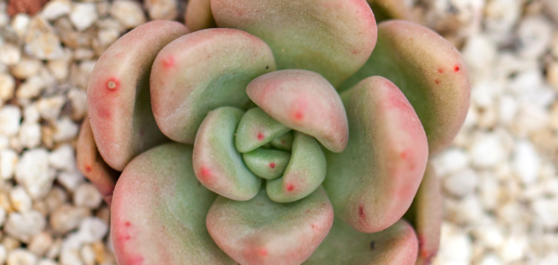 包邮 进口奇趣植物 多肉植物 奶油鳄梨 桌面肉肉室内花卉盆栽 多肉苗