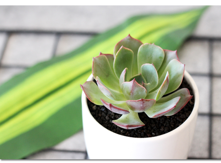 津沽园艺多肉植物景天科阿美星办公室桌面绿植品相好冠幅约57cm单株苗