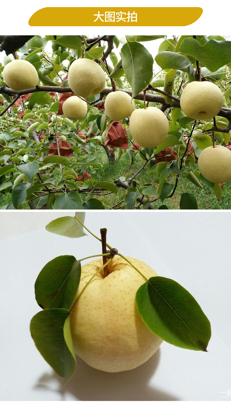 顶端果业陕西蒲城酥梨应季时令新鲜水果汁多酥脆爽口精拣12枚装