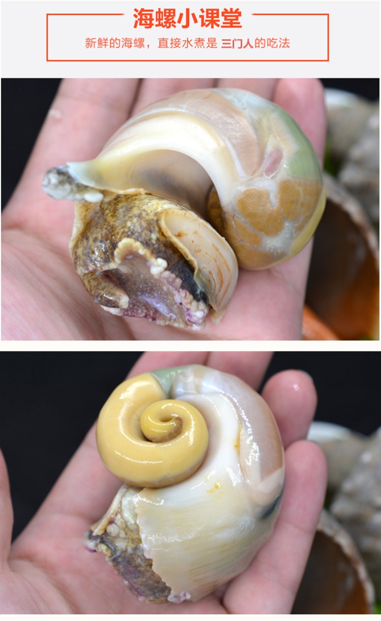 万里鲜 东海鲜活野生黄海螺 1kg 40-55只 海鲜水产