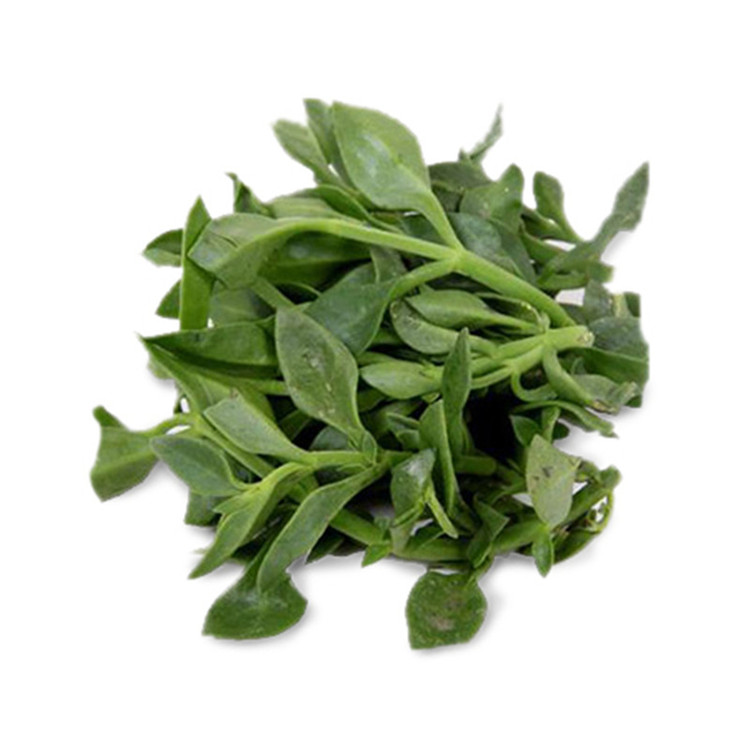 田七叶500g田三七山漆野菜新鲜蔬菜as