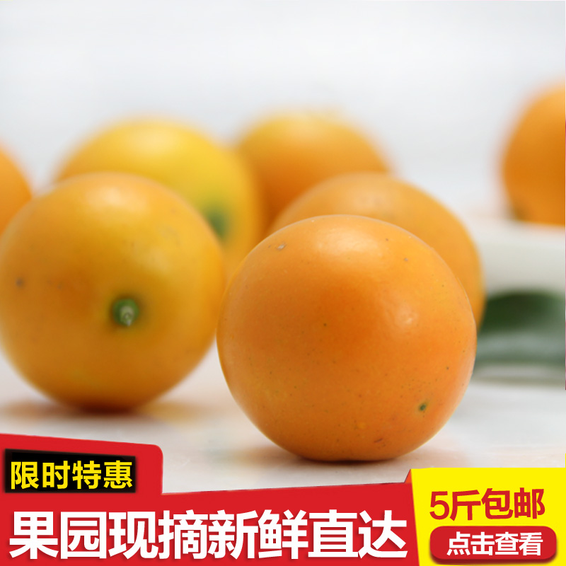 融安金桔 滑皮脆皮桔子新鲜水果 广西甜橘子柑