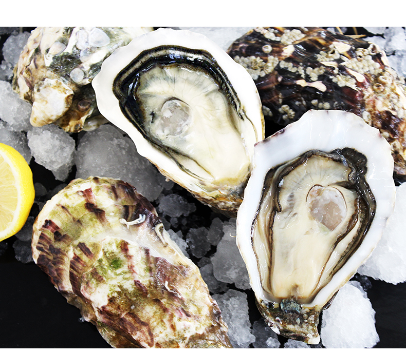 法国名蚝吉利生蚝鲜活原装进口n112只每只110g150g左右