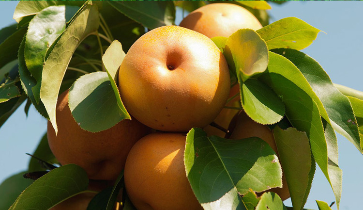 广西百色特产零食 靖茂靖西酸野酸嘢 酸辣沙梨820g单瓶 腌酸水果酸料