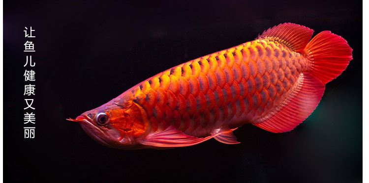 曼可(maxeyivy)鱼粮 定制1000g大桶装金龙鱼银龙财鱼红龙专用饲料鱼食