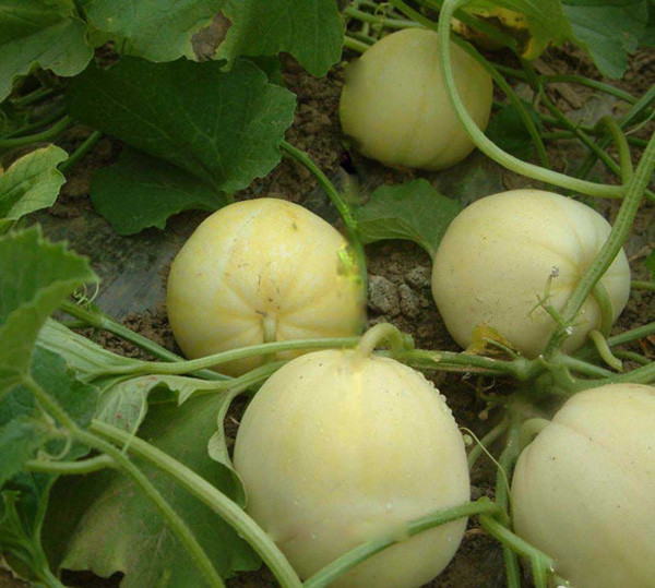 我要发芽水果种子特早甜王香瓜种子甜瓜种子早熟58天收果大肉甜20克包