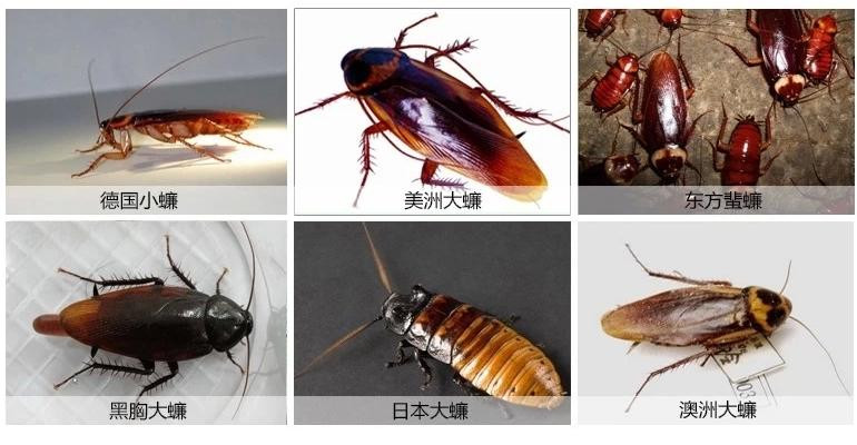 绿叶蟑螂药环保绿叶除蟑饵剂灭蟑清灭除蟑螂药粉包邮20包绿叶蟑胶饵