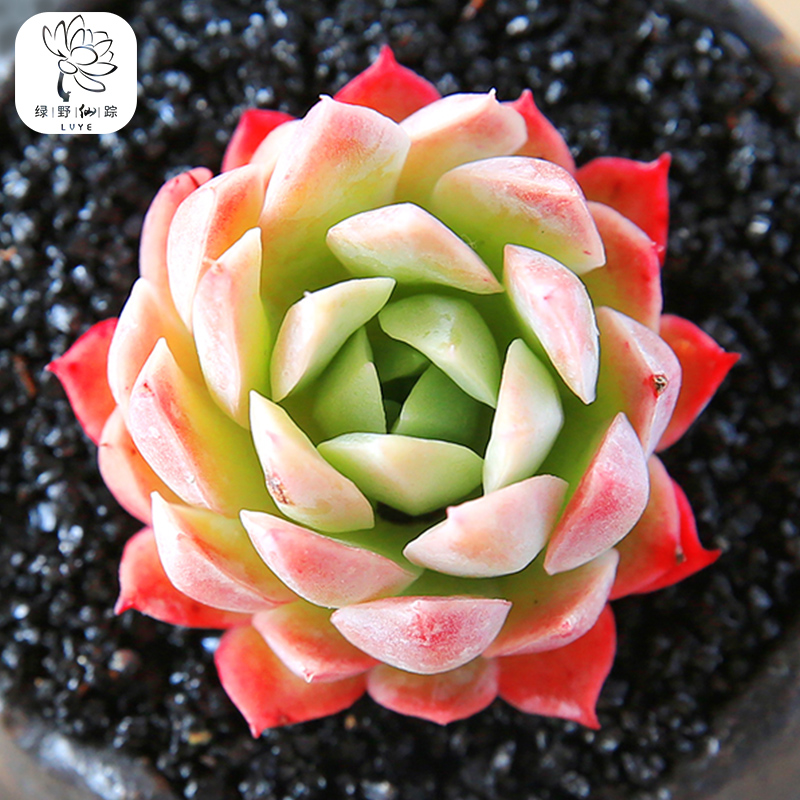 洛栀火焰杯多肉植物办公室组合绿植防辐射多肉绿植盆栽约5cm火焰杯单