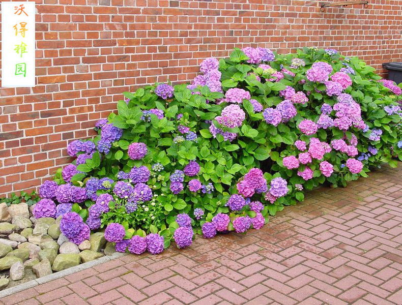 阳台花卉绿植盆栽绣球苗八仙花庭院植物无尽夏大花苗地栽苗