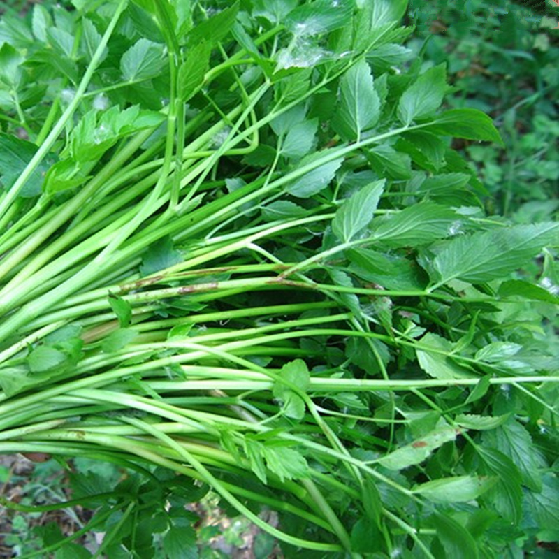 超级新品 水芹1斤 水芹 早芹 蒲芹 野芫荽 新鲜蔬菜as