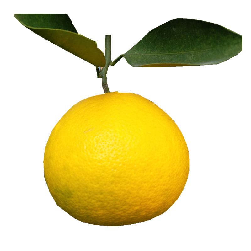 博多客 博多客 浙江 衢州 常山 胡柚 10斤 新鲜 水果 柚子【价格 图片