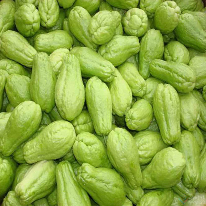 佛手瓜5斤 洋瓜 新鲜蔬菜 产发qq