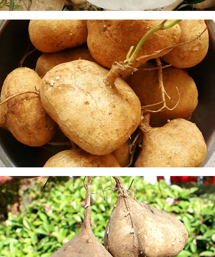 博多客 博多客 湖北特产新鲜凉薯白地瓜地萝卜沙葛土瓜新鲜蔬菜 2.