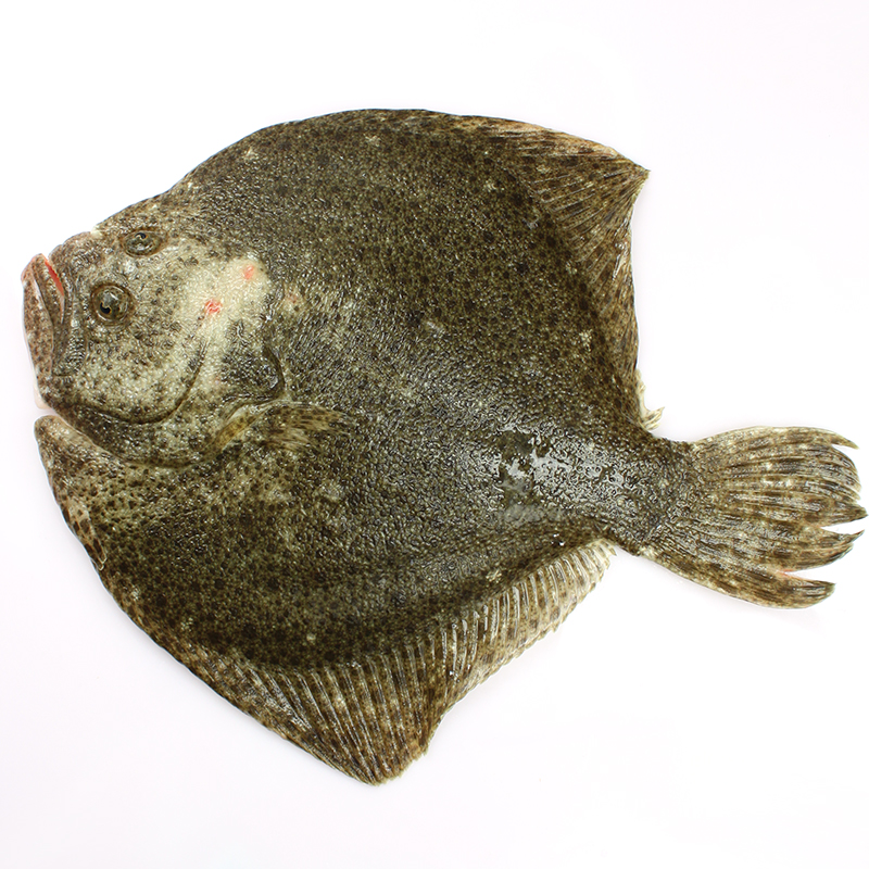 多宝鱼 500g 新鲜海鱼 鱼鲜活海鲜鱼小海鱼平鱼蝶鱼鱼