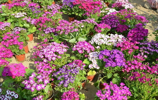 我要发芽花卉种子孜然种子草药种子野茴香枯茗香料种子30粒包