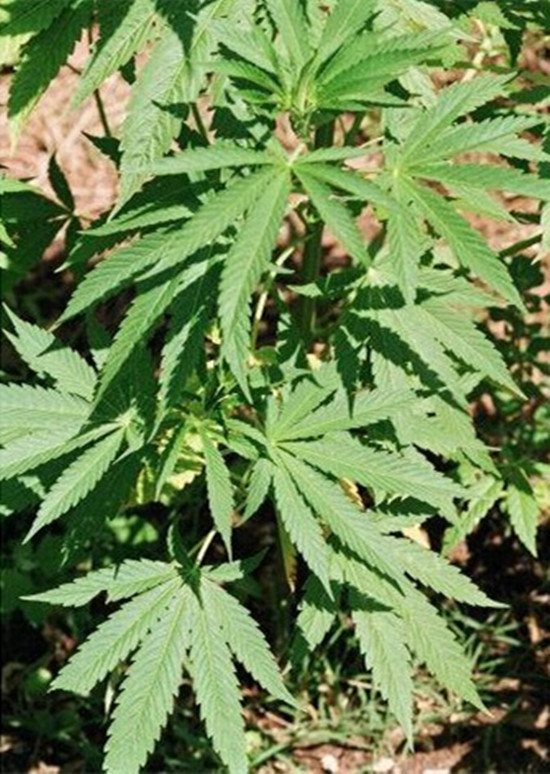 【我要发芽园艺用品】 鹏城种业 中药材种子 线麻种